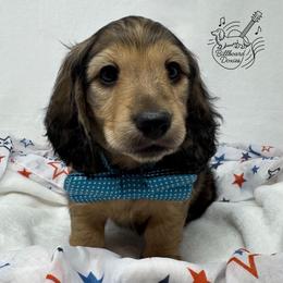 Hawk - Cream male Dachshund puppy in Pulaski, Tennessee from Billboard Doxies