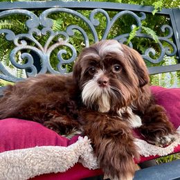 Shih Tzu puppies from Beauty Barn Shih Tzus