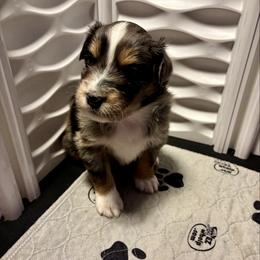 Howie - Blue merle male Australian Shepherd puppy in Bethlehem, Georgia from CJ Farm and Kennels