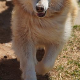 Siberian Huskies from Mystic Fire Siberian Huskies