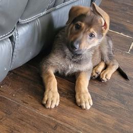 WHITE Collar Girl - Sable female German Shepherd puppy in Willoughby, Ohio from WolfPackk