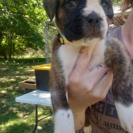 Boxer Puppies from SmashBox Kennel