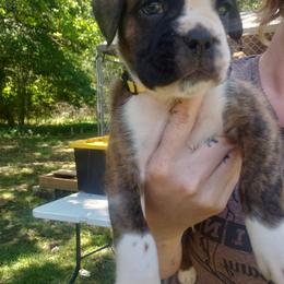 Boxer Puppies from SmashBox Kennel
