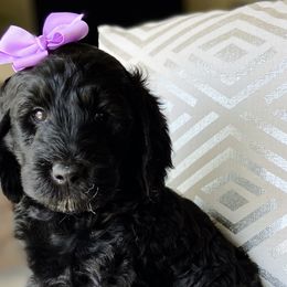 Goldendoodles from Orange Blossom Doodles