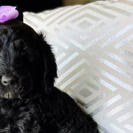 Goldendoodles from Orange Blossom Doodles