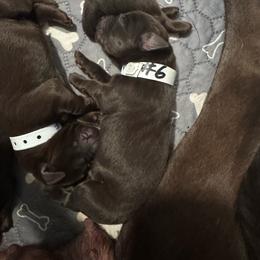 Number 6 - Chocolate male Labrador Retriever puppy in Greenville, North Carolina from Gales Creek Labrador Retrievers