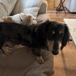 Dachshund All Grown Up from Doxie Bunch