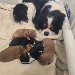 Cavalier King Charles Spaniel and Cavapoo Puppies from Moongate Cavaliers