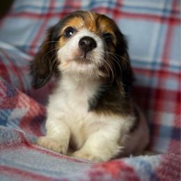 Ginger - Piebald female Dachshund puppy in Magnolia, Texas from Hillyard Ranch