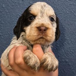 Anastasia - Liver white and roan female English Springer Spaniel puppy in Fort White, Florida from Thunderbird Springers
