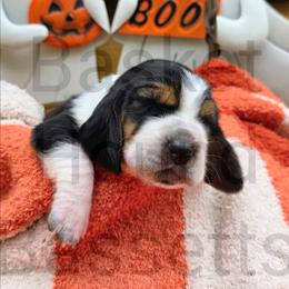 Hill (bright green) - Black brown and white male Basset Hound puppy in Big Rapids, Michigan from Basket Hound Bassets