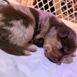 Deadpool - Red merle male Australian Shepherd puppy in East Hartford, Connecticut from CT Aussies