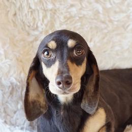 T - Dachshund