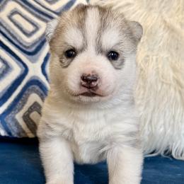 Gray girl - Gray and white female Siberian Husky puppy in Jacksonville, North Carolina from Seabound Siberians