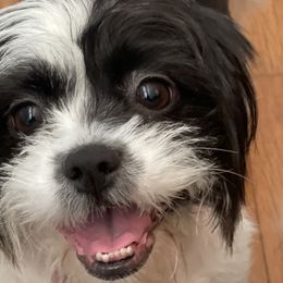Luna - Shih Tzu