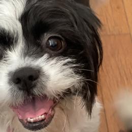 Luna - Shih Tzu