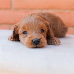 Aussiedoodle and Goldendoodle Puppies from Ever After Doodles Arizona