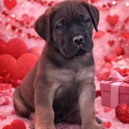 Buddy - Black male Boerboel puppy in Delta, Colorado from SATA Kennels