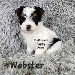 Webster - Parti male Yorkshire Terrier puppy in Adair, Oklahoma from Phillippe's Puppy Paws