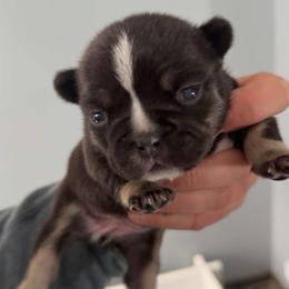 Cocoa Bean - Tricolors female French Bulldog puppy in Grafton, Ohio from K&J Frenchies