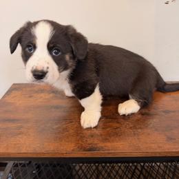 Cowboy - Black and white male Cardigan Welsh Corgi puppy in Amsterdam, New York from Castle Cardigan Welsh Corgis