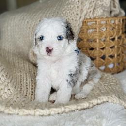 Charles - Merle male Bernedoodle puppy in West Jordan, Utah from Doodles Friend