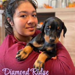 Hope purple collared twin 1 - Black and rust female Doberman Pinscher puppy in Winamac, Indiana from DIAMOND RIDGE DOBERMANS