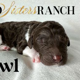 Owl - male Newfypoo puppy in Jackson, Missouri from Two Sisters Ranch, LLC