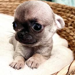 Liberty boy 2 - Blue fawn male Chihuahua puppy in Orlando, Florida from iLuvChihuahuas