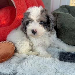 Scout - Blue merle male Bernedoodle puppy in Cocoa, Florida from The Beach Doodles