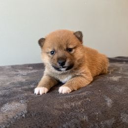 Renji - Red male Shiba Inu puppy in Monett, Missouri from Happy Tails Shiba Inus