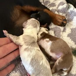 Lady - Fawn (isabella) and cream female Dachshund puppy in El Cajon, California from Lisa Buxton