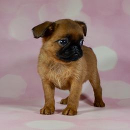 White Collar Girl - appears to be a smooth coat - Red female Brussels Griffon puppy in Naples, Florida from Cougartown Kennel