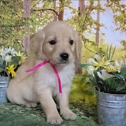 Miss Hot Pink aka Peanut - Golden female Golden Retriever puppy in Salem, Ohio from Golden Pride Retrievers