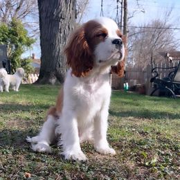 Cavalier King Charles Spaniel and Cavapoo Puppies from Moongate Cavaliers
