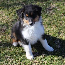 Nolan - Black tri-color male Australian Shepherd puppy in Kansas, Oklahoma from Windy G Farm