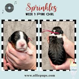 Sprinkles - Tri-color female Bernedoodle puppy in Boiling Springs, South Carolina from OlliePups, LLC