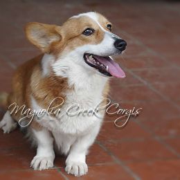 Ember - Pembroke Welsh Corgi