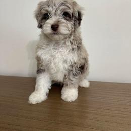 Aussiedoodle and Poodle Puppies from Mountaintop Paws
