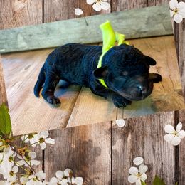 Bernedoodle, Double Doodle, French Bulldog, and Goldendoodle Puppies from Down on the farm Doodles