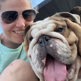 Apollo - Bulldog