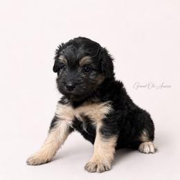 Magnolia - Black phantom female Aussiedoodle puppy in Weatherford, Texas from Grand Ole Aussies