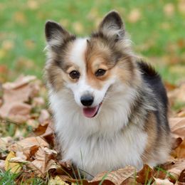 Dolly - American Corgi
