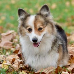 Dolly - American Corgi
