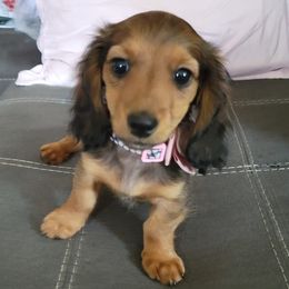 Dachshunds from Darling Dachshunds
