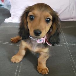 Dachshunds from Darling Dachshunds