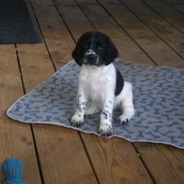 English Springer Spaniel Puppies from Sandhill Kennel