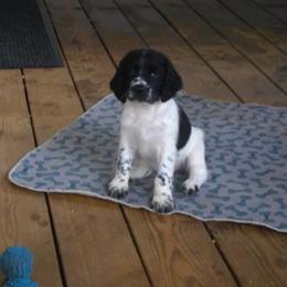 English Springer Spaniel Puppies from Sandhill Kennel