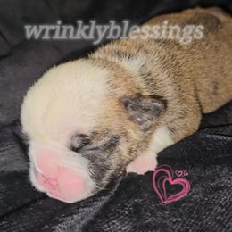 Willow - Red and white Bulldog puppy in Granville, Iowa from Wrinkly Blessings English Bulldogs