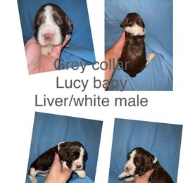Grey collar liver and white - Liver and white English Springer Spaniel puppy in Jamestown, Kentucky from Waterworks Springers